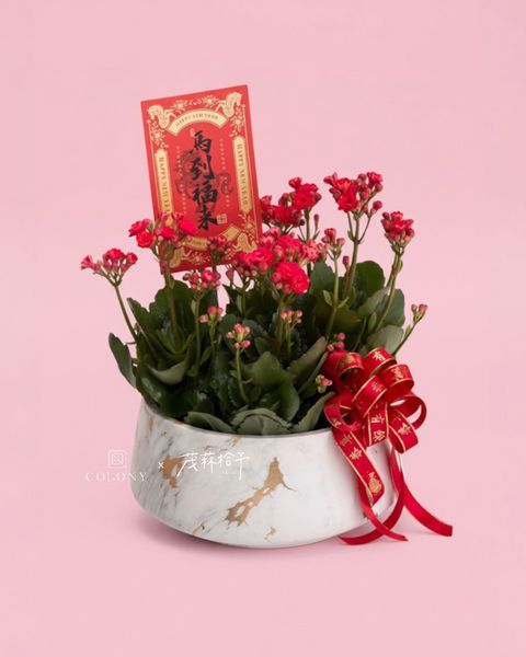 2026新年長壽花_赤驥・安康 2