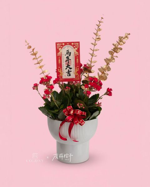 2026新年長壽花_赤驥・金枝 2