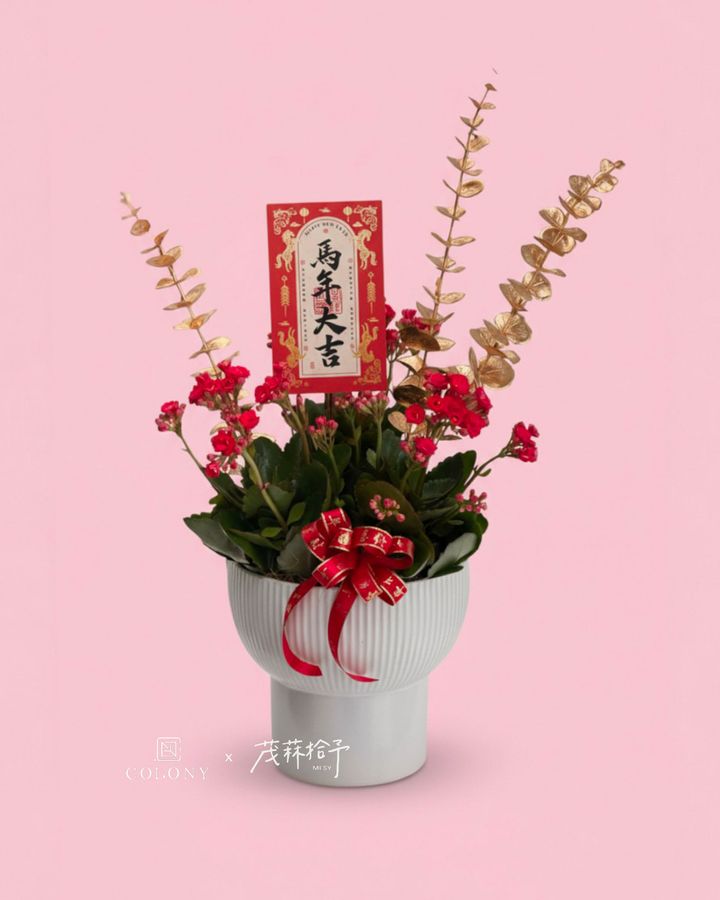 2026新年長壽花_赤驥・金枝 2