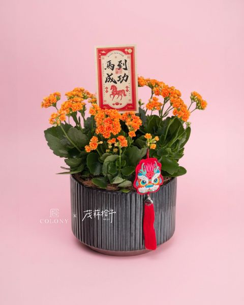 2026新年長壽花_赤驥・醒獅 2