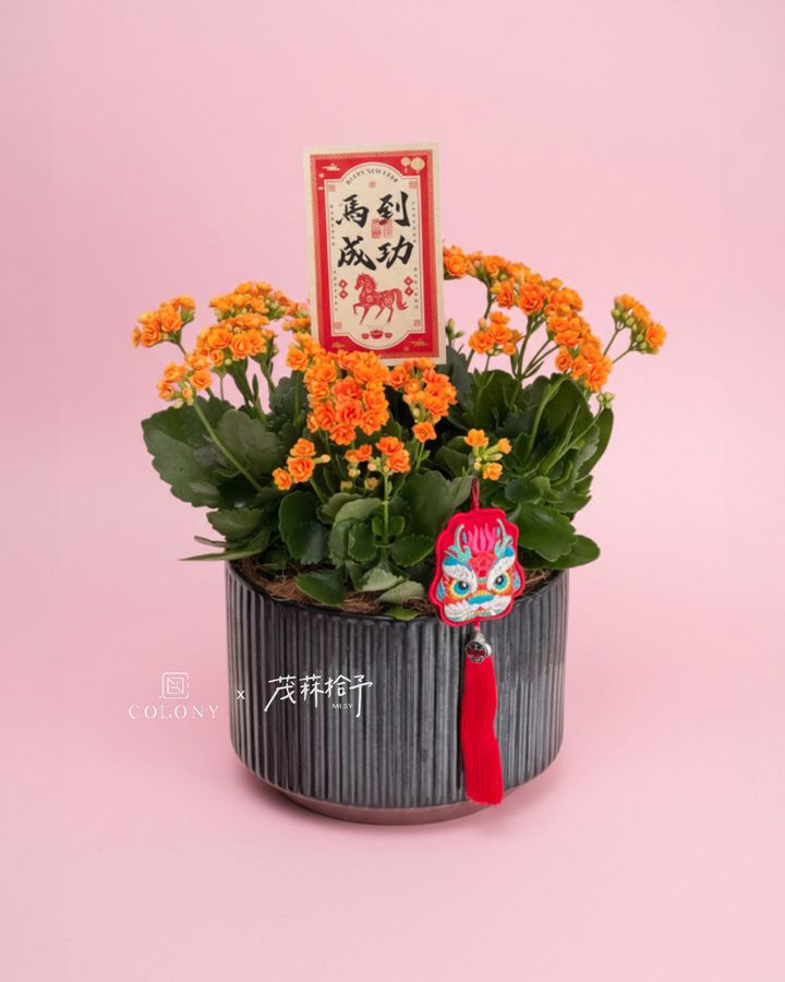 2026新年長壽花_赤驥・醒獅 2