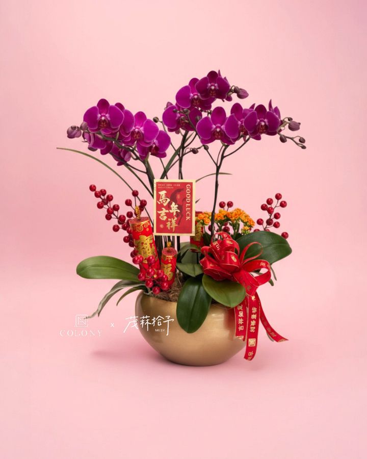 2026春節蘭花_赤驥・報喜 2