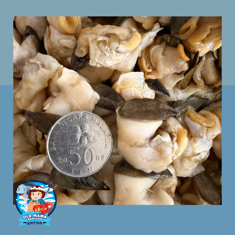 NZ half Shell Mussel (1).png