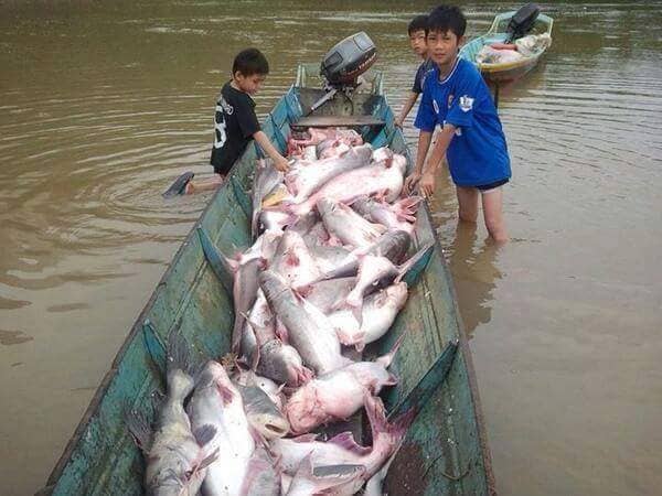 river fish malaysia