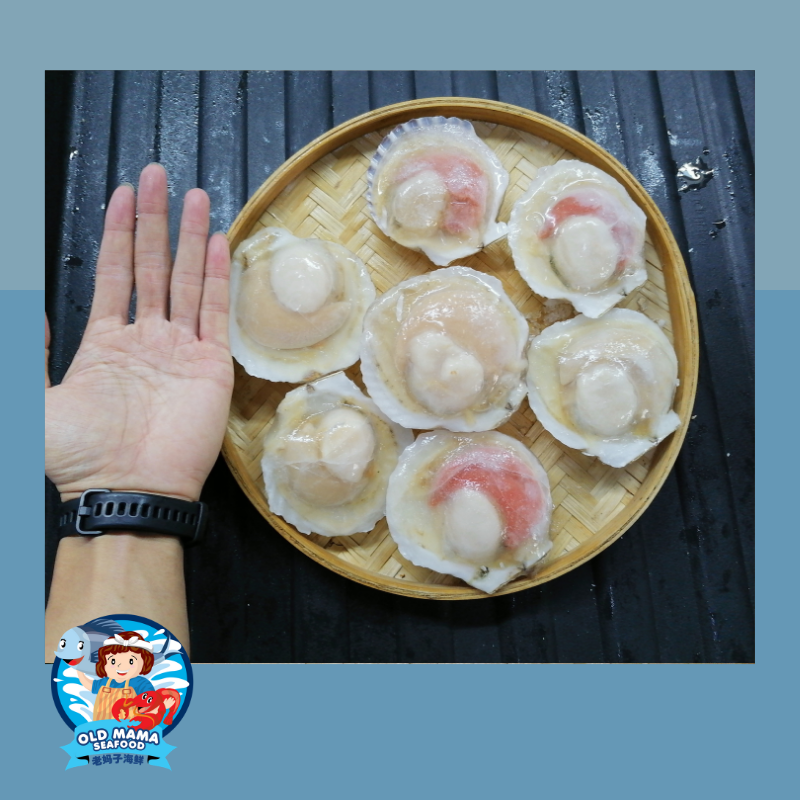 Half Shell Scallop White (2).png