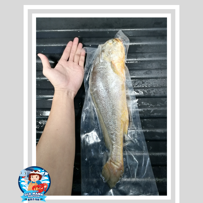 yellow croaker (5).png