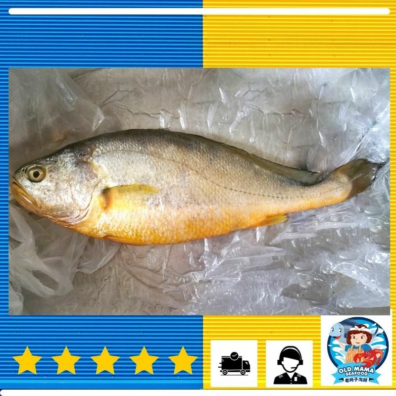 yellow croacker.jpg