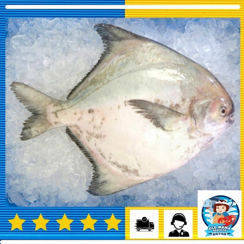 chinese pomfret.jpg 3.jpg