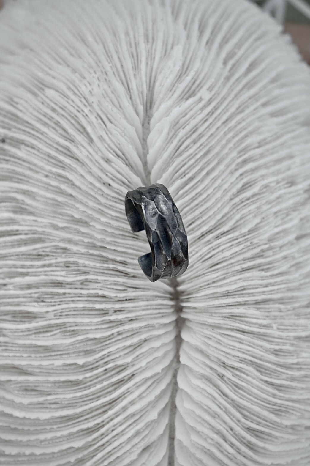 Taiwan Dytiscoidae sp.37mm 標本 Taiwan Dytiscoidae sp.37mm 1280px-