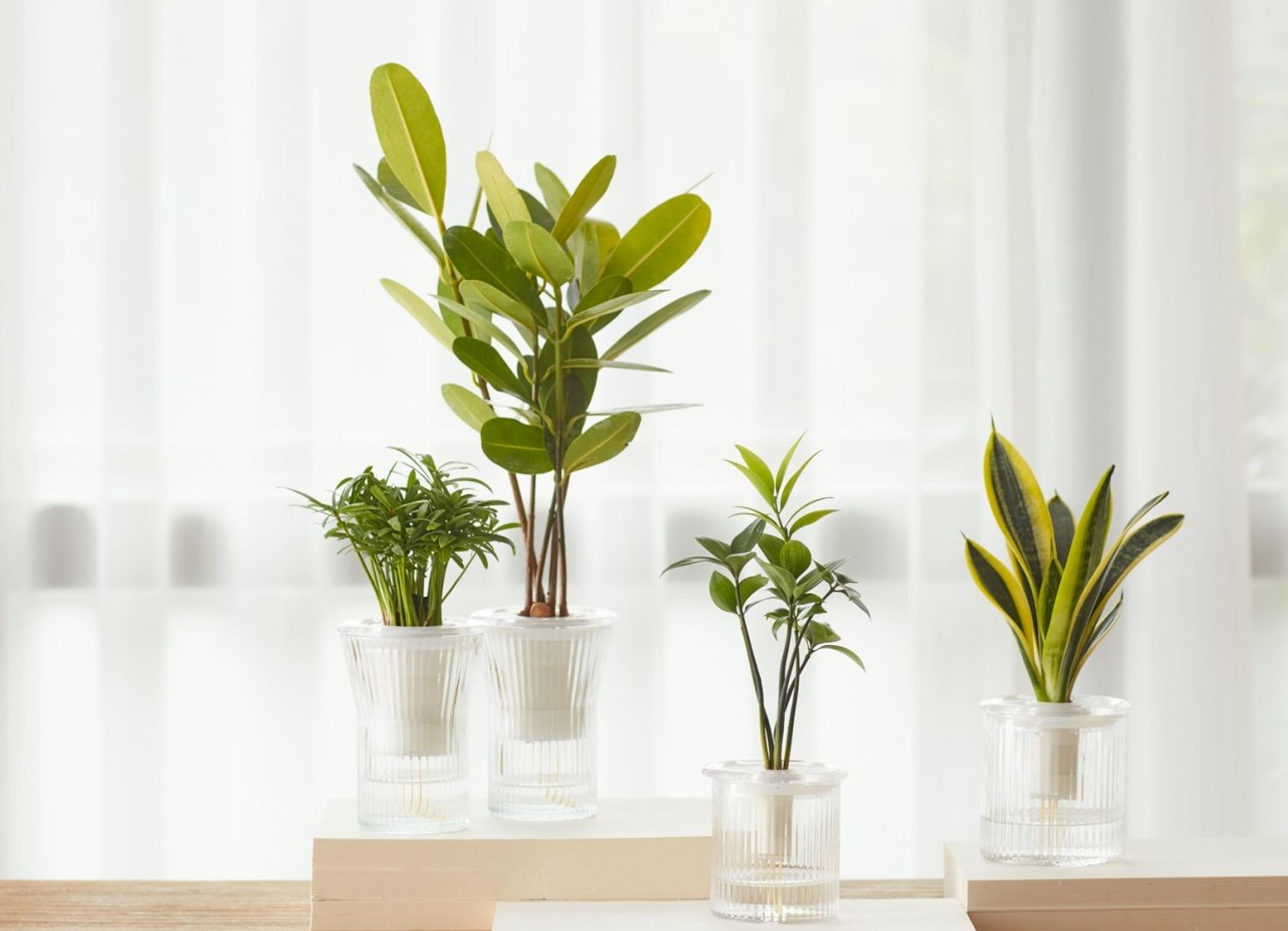 生技植栽 BioBonsai 台灣栽研 | 玻璃系列