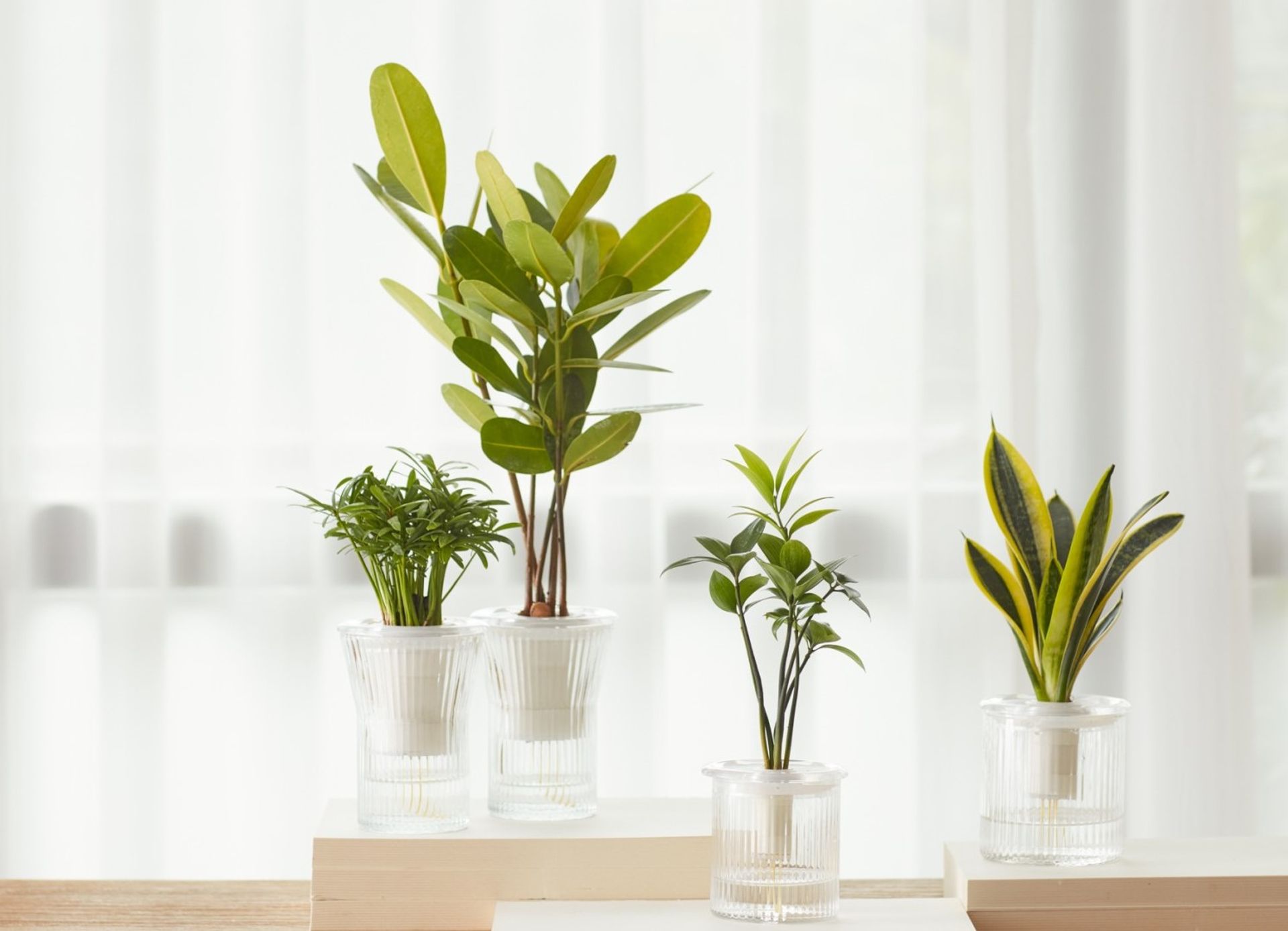 生技植栽 BioBonsai 台灣栽研 | 個性款式