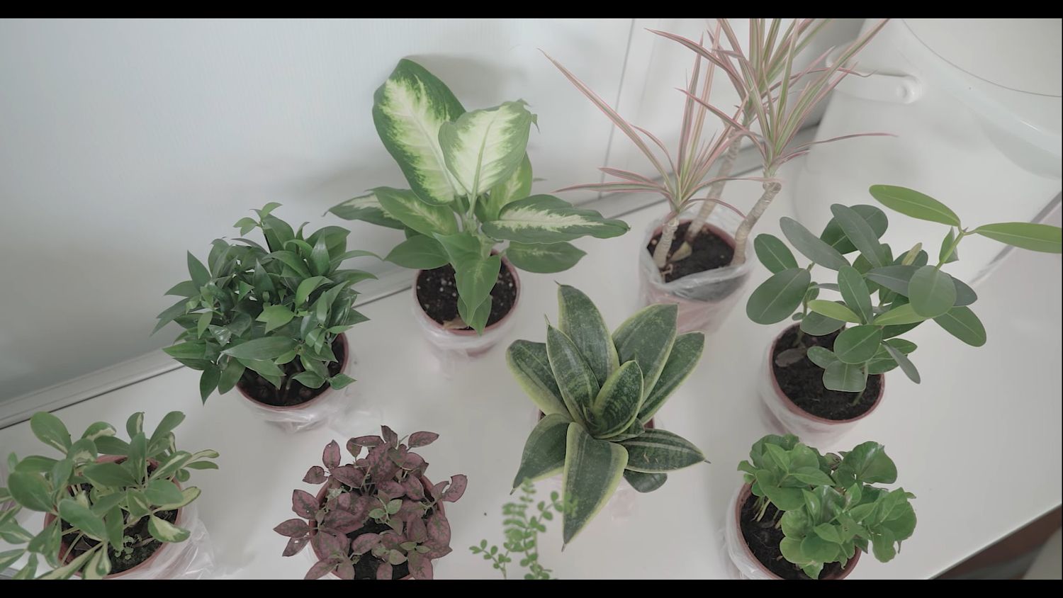 生技植栽 BioBonsai 台灣栽研 | 自行栽種