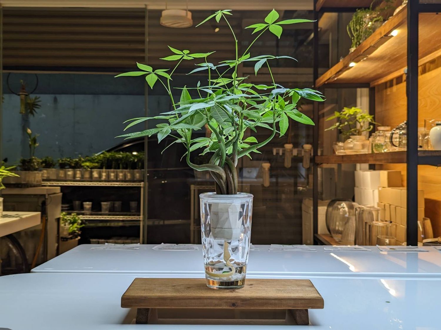 生技植栽 BioBonsai 台灣栽研 | 盆栽租賃