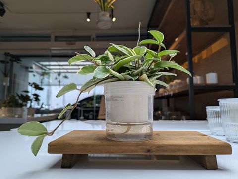 1.正視