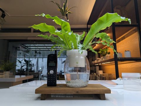 水晶120_山蘇 1
