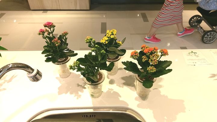 長壽花_4色.jpg