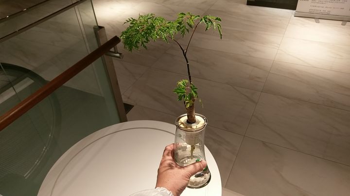 IMAG8655.jpg