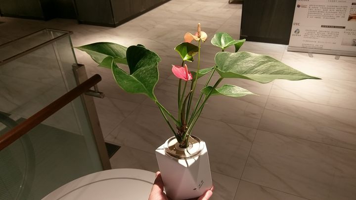 IMAG9356.jpg