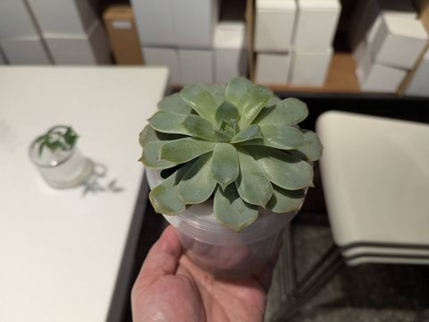 line_oa_chat_260101_164135