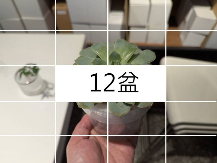 12盆方案