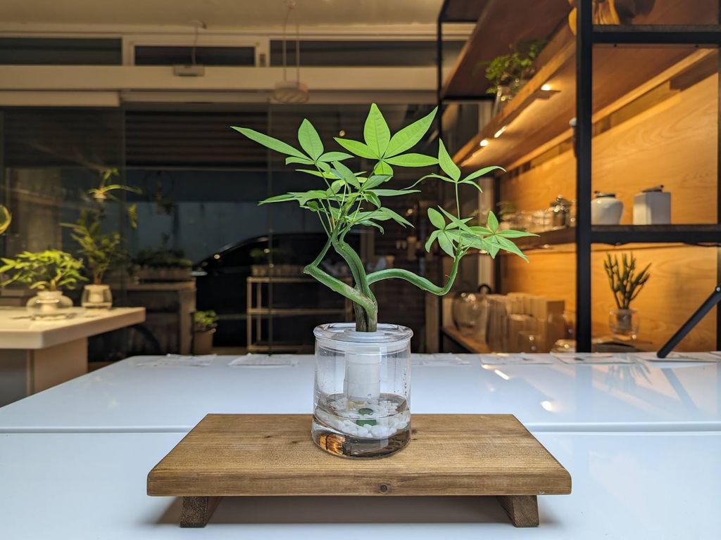 3.三陽開泰_三菩提_1