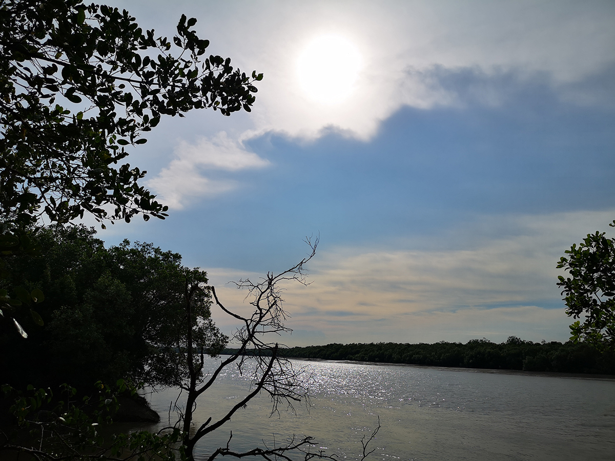 昔江港红树林休闲公园4