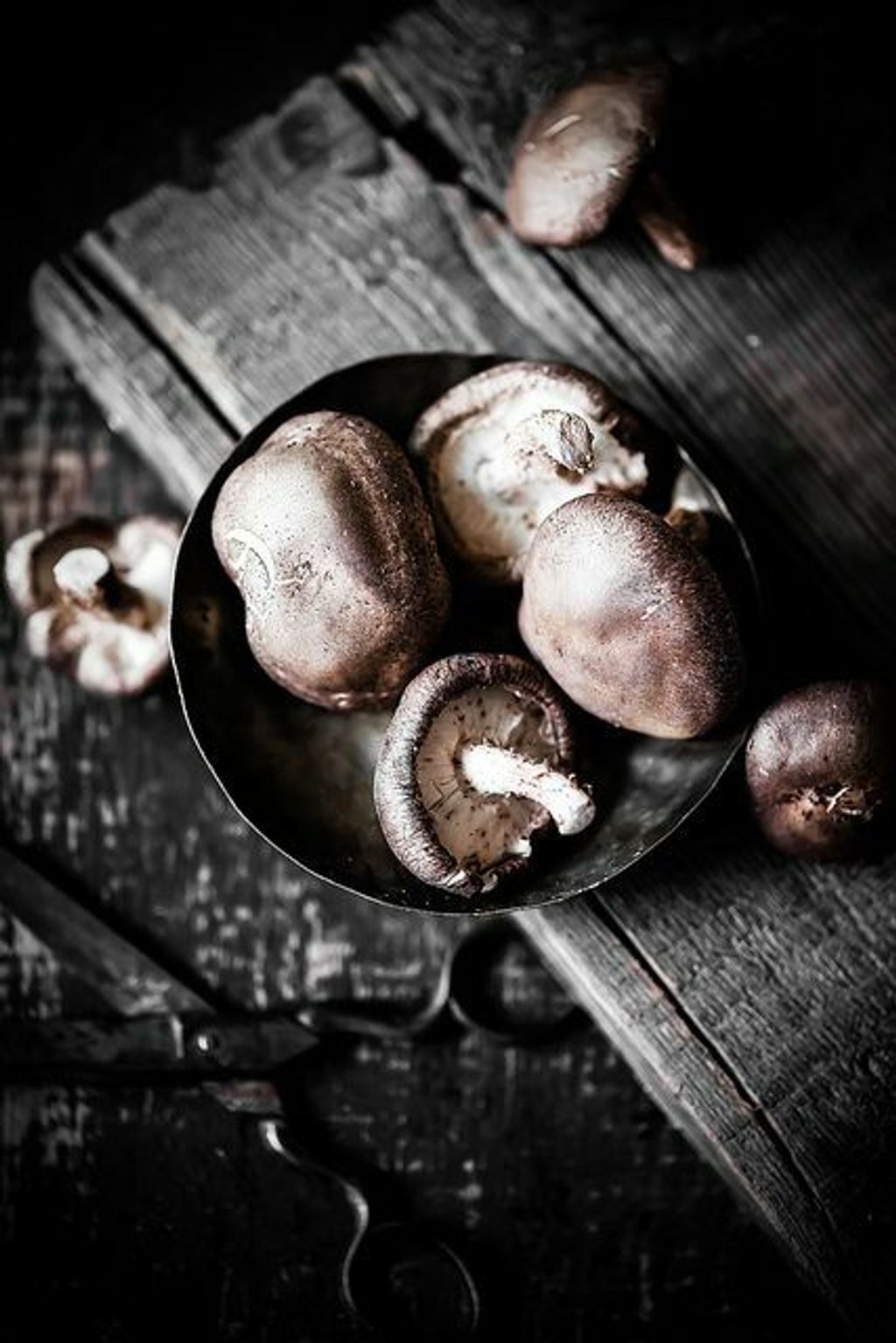 Mushrooms 1.jpg