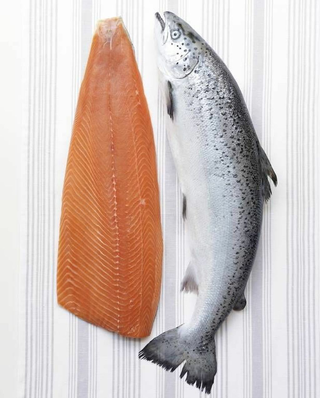 Salmon 6.jpeg