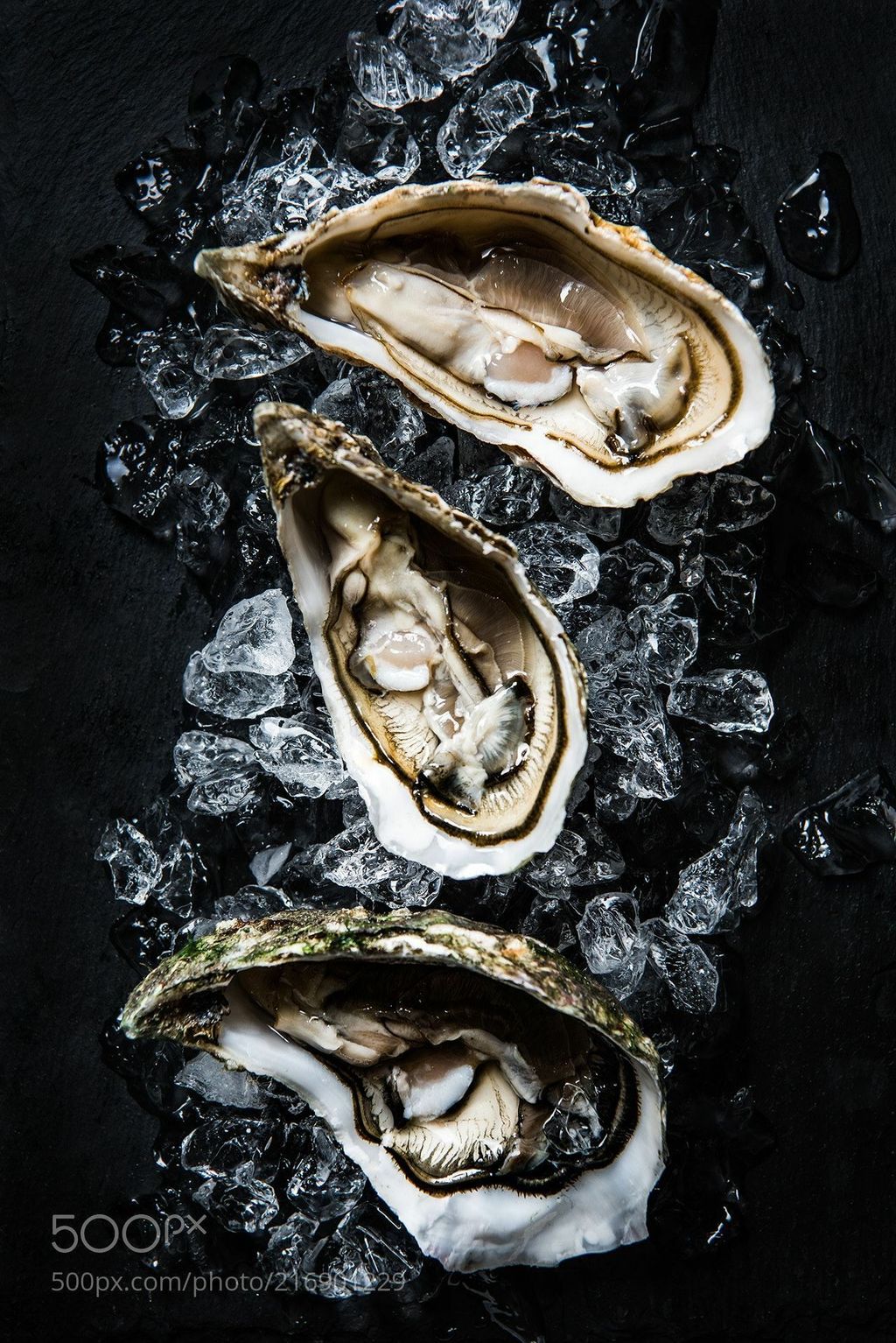 fresh oysters by 桑菊 李 _ 500px.jpg