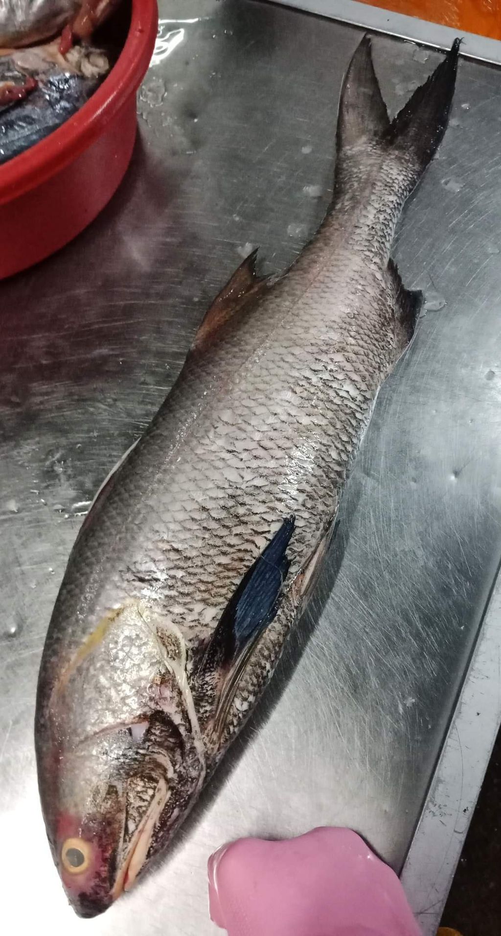 Threadfin Salmon Kurau 顺丰鱼片 Xinfreshfish