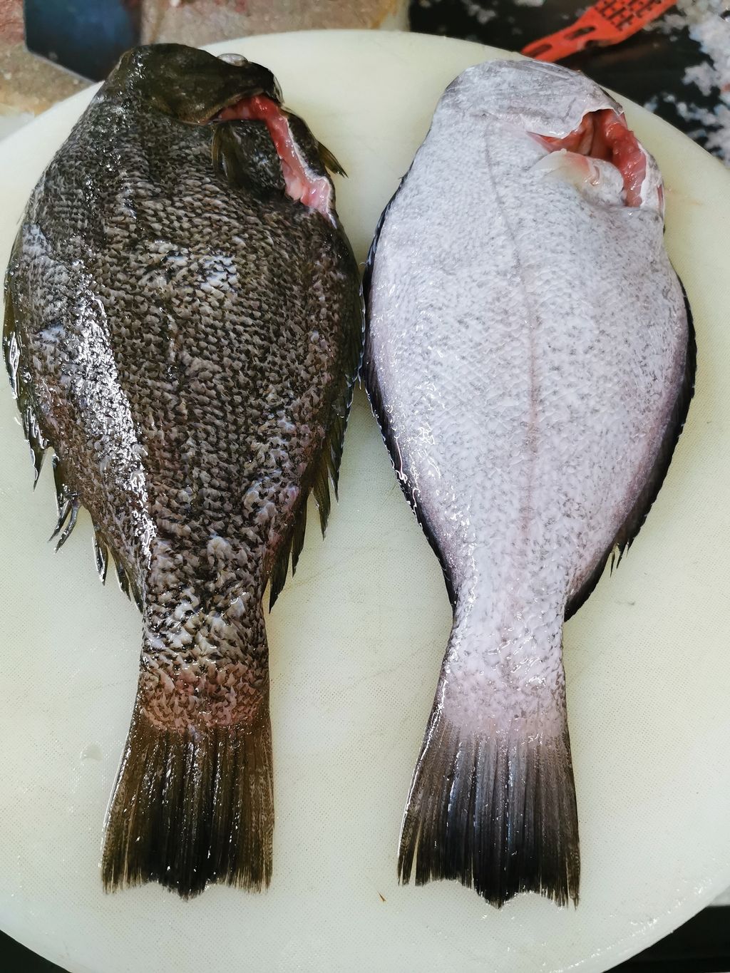 Ikan Sebelah 左口鱼 Xinfreshfish Ikan Sebelah 左口鱼 Xinfreshfish
