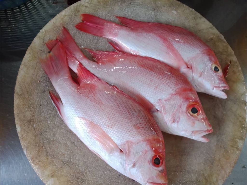 Ikan Merah Kecil Snapper 红鱼 Xinfreshfish