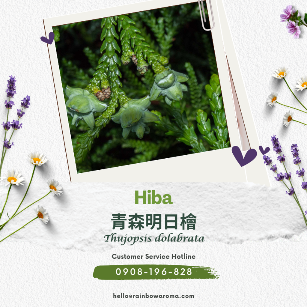 2814，青森明日檜