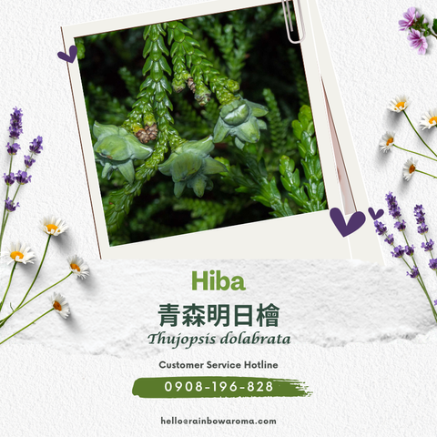 2814，青森明日檜