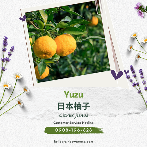 4506，日本柚子精油