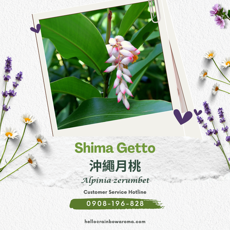 2728，沖繩月桃