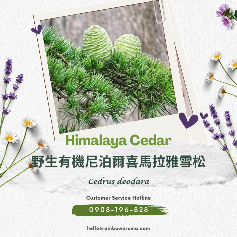 2263，Himalaya Cedar，野生有機尼泊爾喜馬拉雅雪松 (800 × 800 像素)