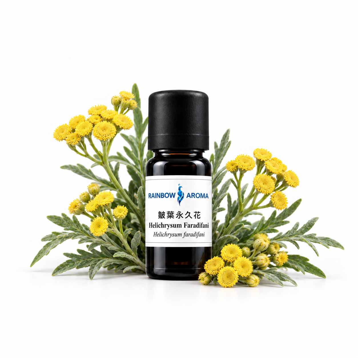 2809，皺葉永久花