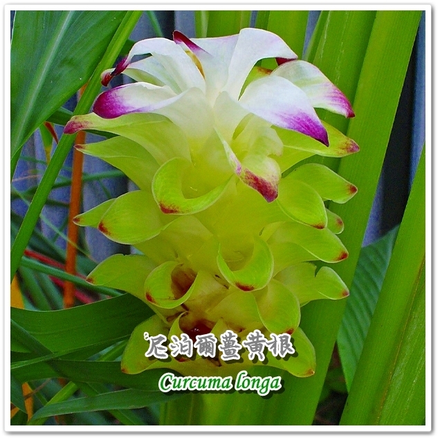 4010，Turmeric Root Nepal，尼泊爾薑黃根.jpg