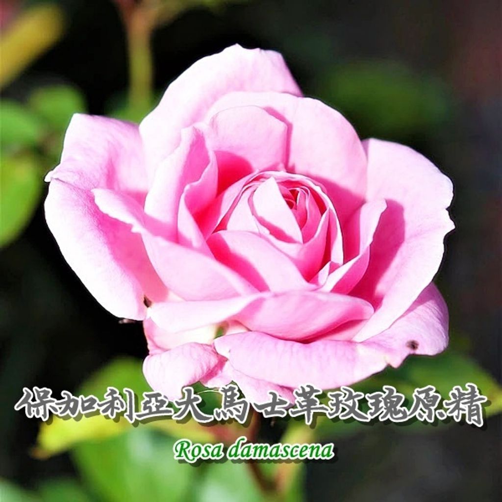 1001，Rose Absolute，保加利亞大馬士革玫瑰原精