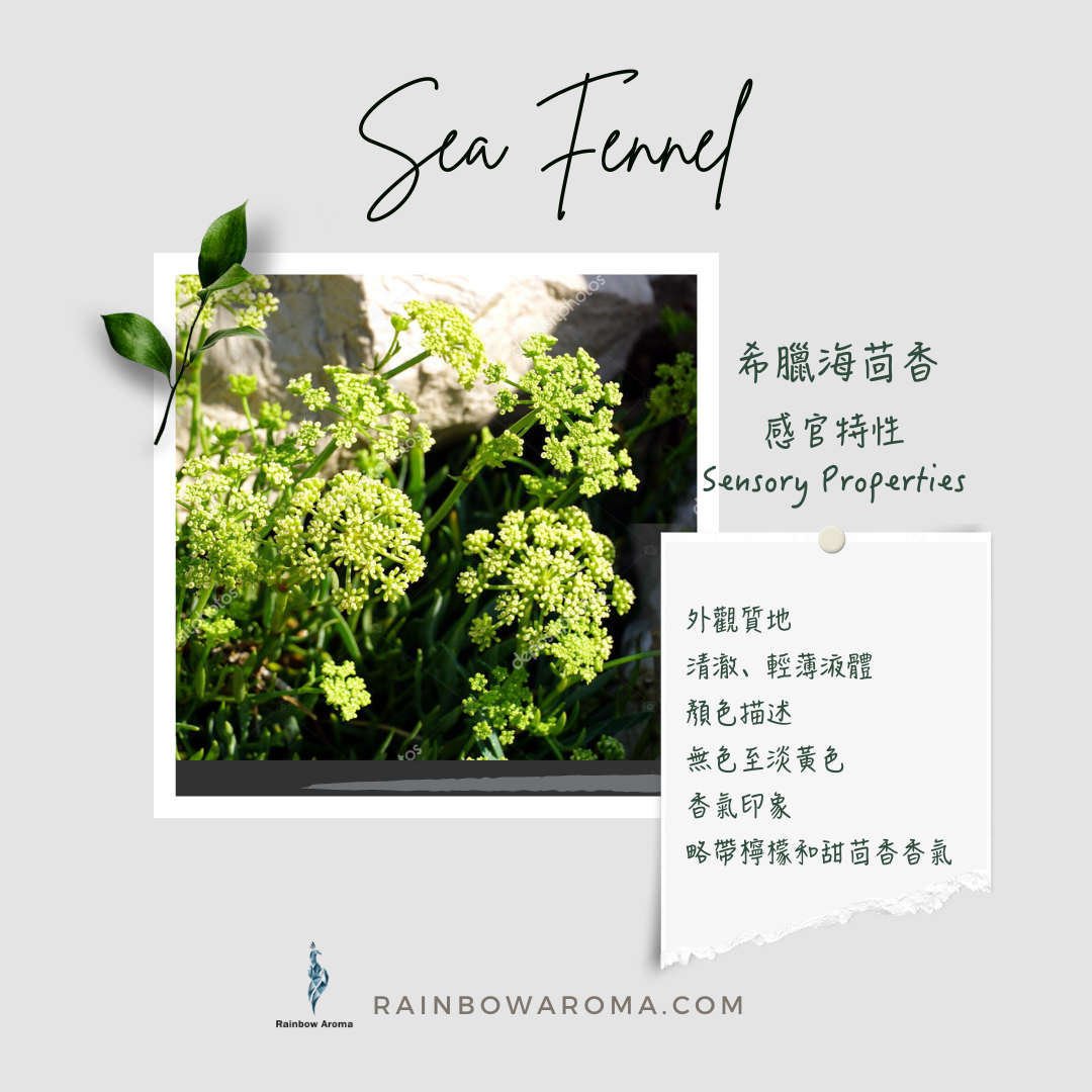 2625，Sea Fennel，有機希臘海茴香 感官特性