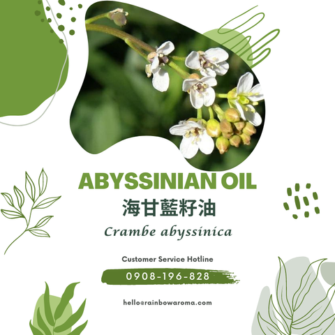 6019，Abyssinian Oil，英國海甘藍籽油