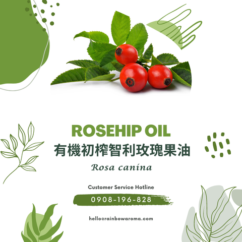 6041，Rosehip Oil，有機初榨智利玫瑰果油