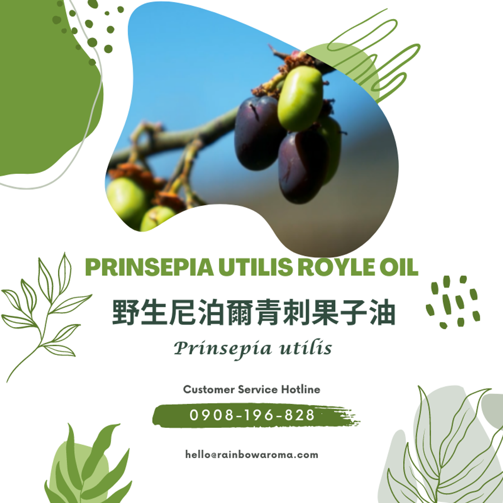 6051，Prinsepia Utilis Royle Oil，野生尼泊爾青刺果子油