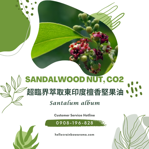 6066，Sandalwood Nut, CO2，超臨界萃取東印度檀香堅果油