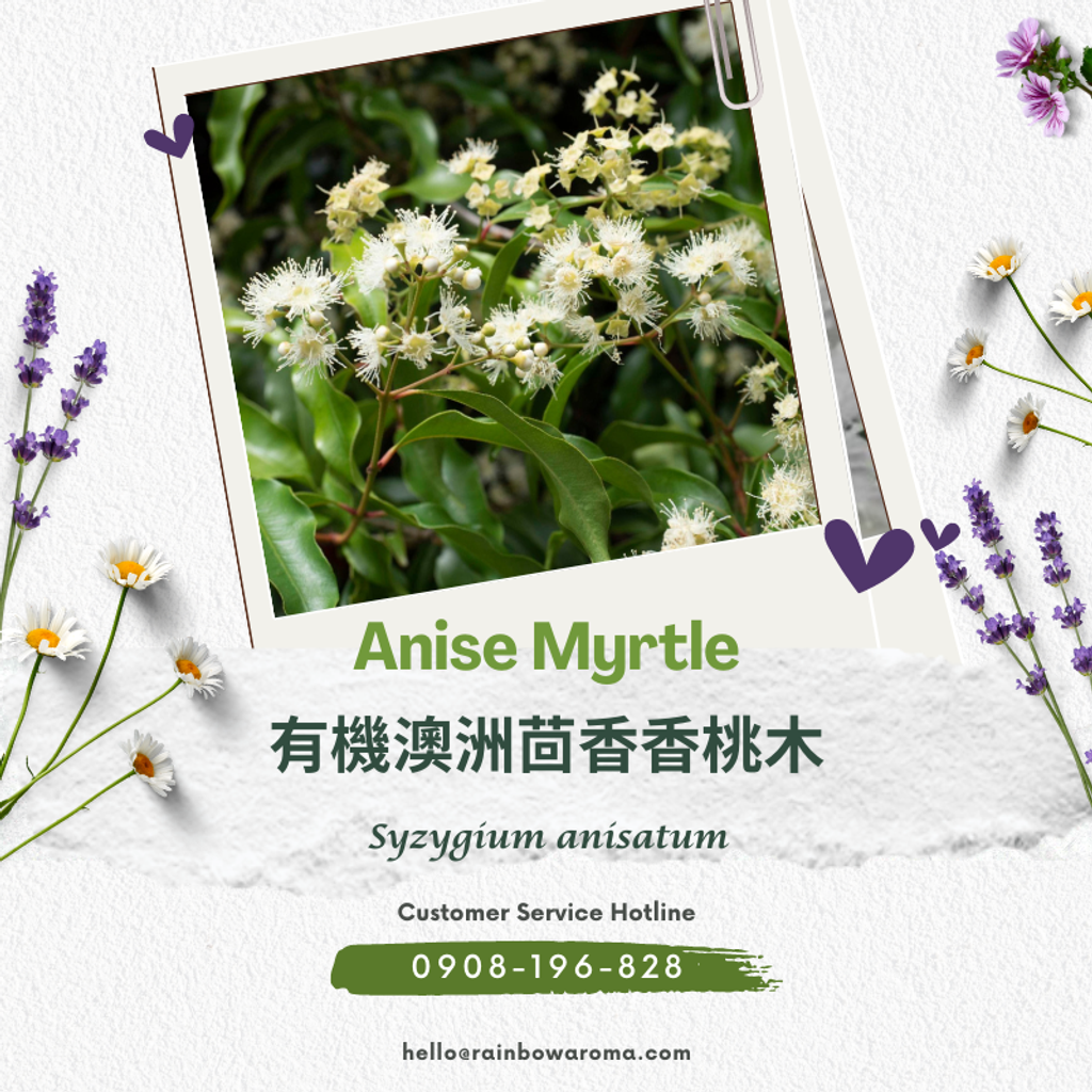 2003，Anise Myrtle，有機澳洲茴香香桃木