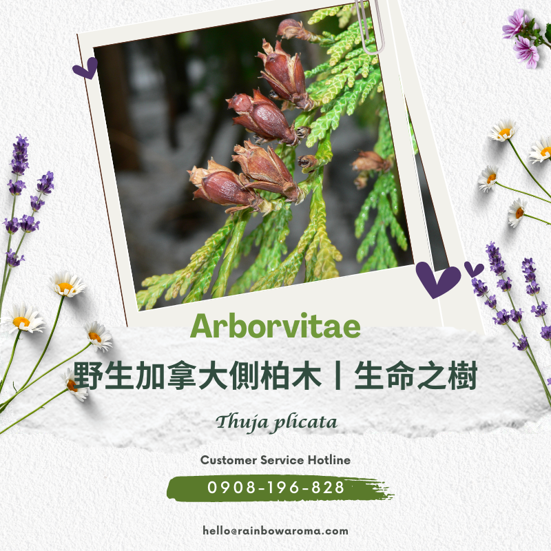 2004，Arborvitae，野生加拿大側柏木丨生命之樹