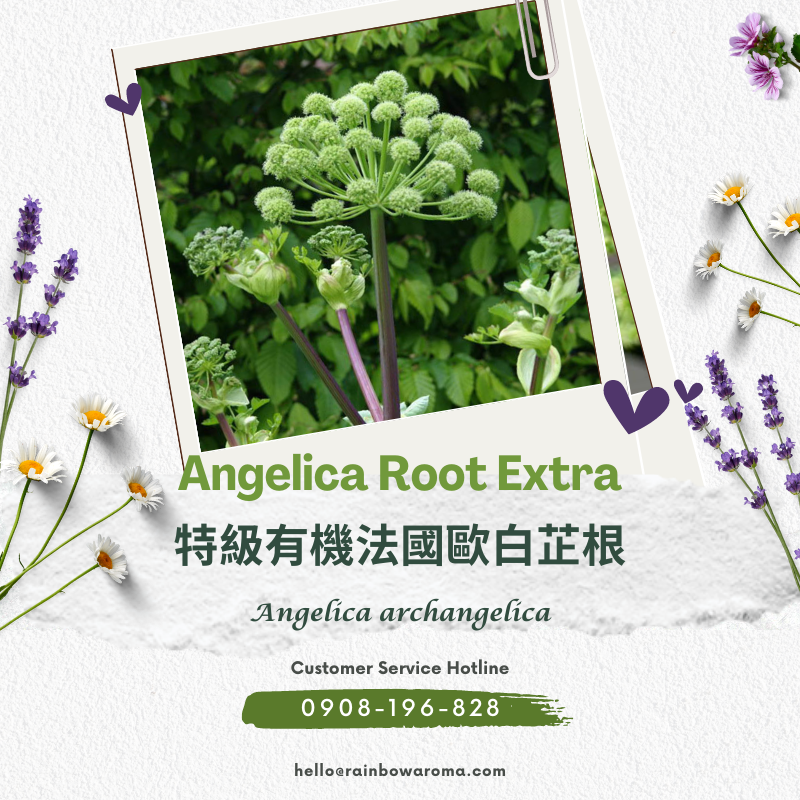 2006，Angelica Root Extra，特級有機法國歐白芷根png