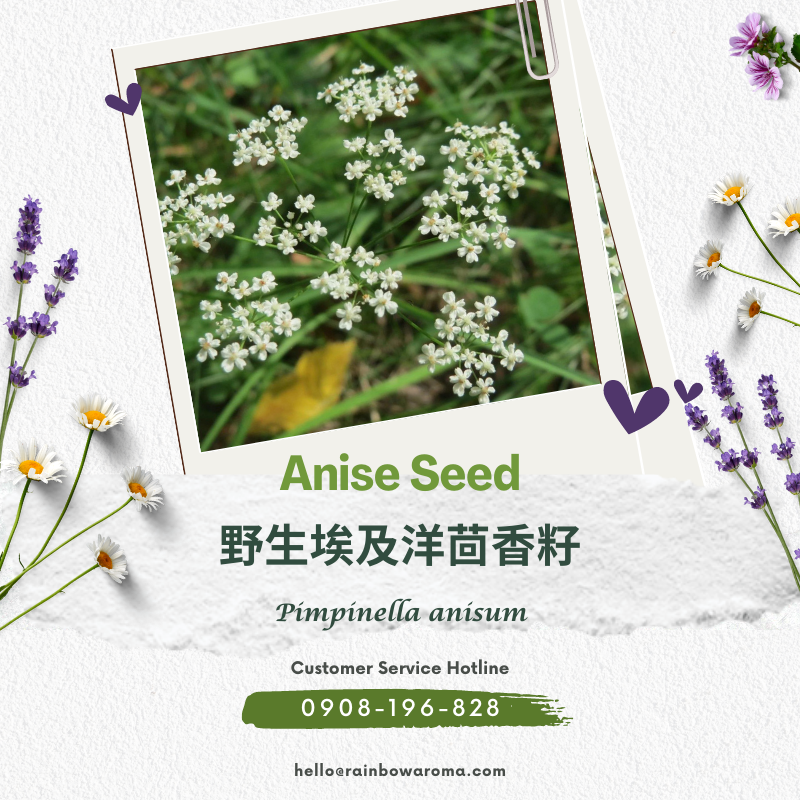 2007，Anise Seed，野生埃及洋茴香籽