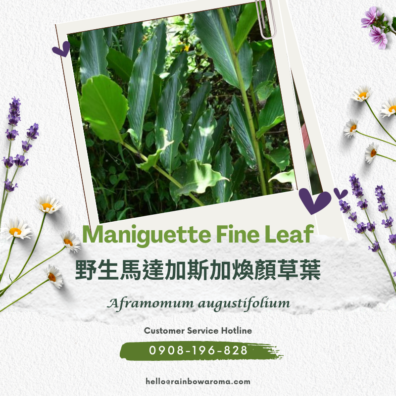 2010，Maniguette Fine Leaf，野生馬達加斯加煥顏草葉